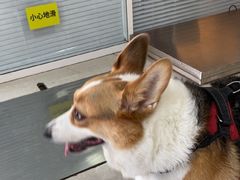 -瑞派福兴宠物医院犬猫全科·骨科·中西医结合(河东店)