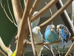 -上海大自然野生昆虫馆(东方明珠·爬宠昆虫探索中心)