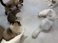 -Heymao猫咖.咖啡厅(东门店)