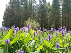 -艾溪湖湿地公园