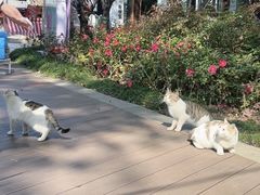 -金鸡湖桃花岛