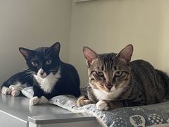 -创凡宠物医院·骨专科  猫科中心(西乡分院)