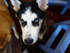 -喜柴咖啡·柴犬狗咖