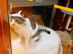 -MARSMART PETS火星宠物超市(1733店)