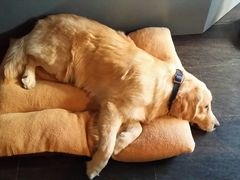 -百好乐宠物友好餐厅(朝外大街店)