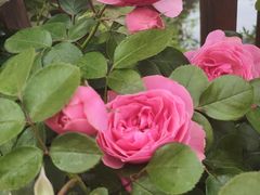 -玄武湖景区-情侣园游乐场