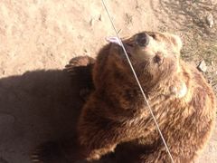 -新疆天山野生动物园