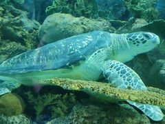 -上海海洋水族馆