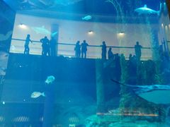 -迪拜水族馆及水下动物园