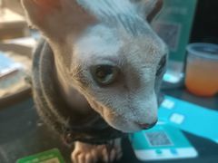 -猫色咖啡·猫咖