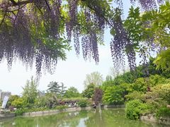 -嘉定紫藤园