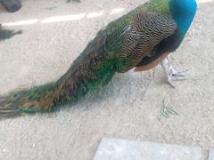 -万源龙顺度假庄园生态观光园