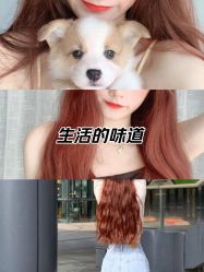 -爱维丽