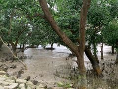 -宝安西湾红树林湿地公园