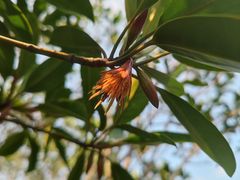 -东寨港红树林旅游区