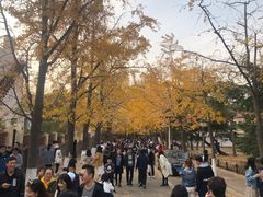 -八大关景区