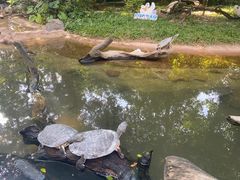 -广州长隆飞鸟乐园