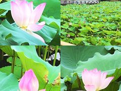 -荔湾湖公园
