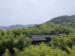 -大唐贡茶院