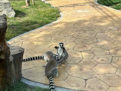 -石家庄市动物园