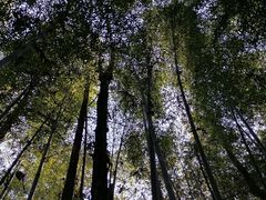-象山森林公园
