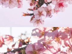-顾村公园