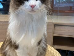 -米乐乖乖猫咪咖啡馆·猫咖(深圳湾后海汇店)