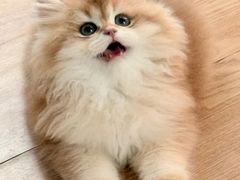 -lincat·猫舍(广州店)