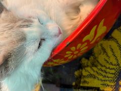 -平行世界·猫咖(首经贸店)