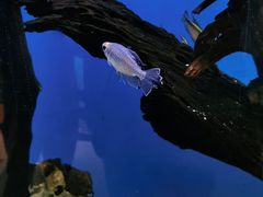 -海合安武汉极地海洋公园