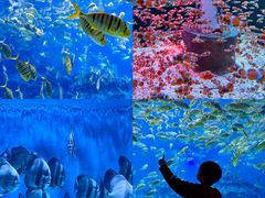 -海合安成都极地海洋公园