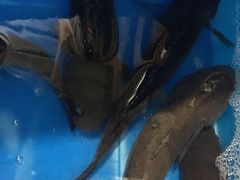 -罗源湾8号渔排
