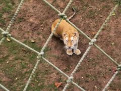 -西霞口神雕山野生动物世界