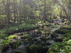 -汤旺河林海奇石景区
