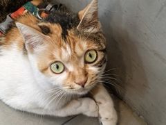 -Again Coffee Roaster(香蜜湖店)