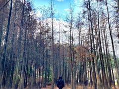 -番禺大夫山森林公园