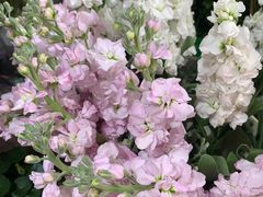 -何兮花店·气球派对鲜花店(马桥银春路万科城店)