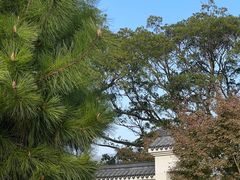 -江心屿景区