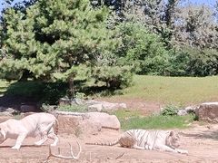 -北京野生动物园