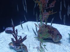 -上海海洋水族馆