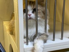 -十月米努特矮脚猫舍