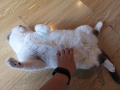 -Cappucimeow猫咪咖啡馆(韦伯时代店)