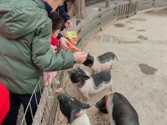 -前小桔亲子创意农场·草莓采摘·露营烧烤