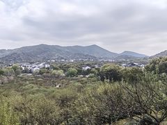 -香雪海