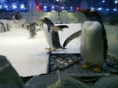 -芜湖新华联大白鲸海洋公园