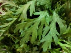 -正宗钢管厂五区·小郡肝火锅·串串香(商品街总店)