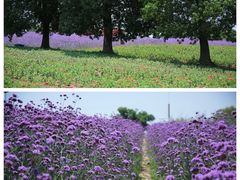 -西京湾花海