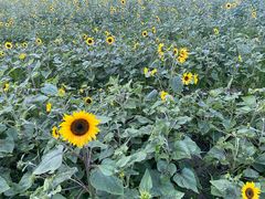 -灶丰年间(定安路店)