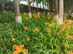 -苏州太湖湖滨国家湿地公园