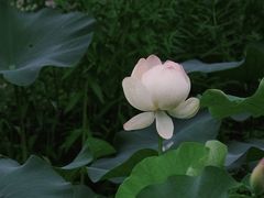 -莫愁湖公园